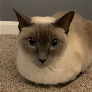 Meet your Posher, Abby